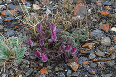 Castilleja elegans