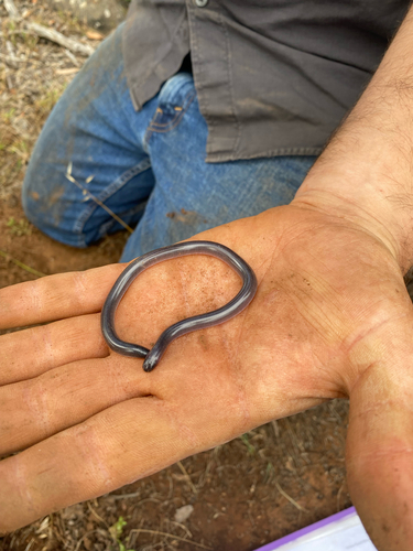 Dark-spined Blind Snake sighting