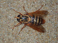 Austroplex chrysophilus