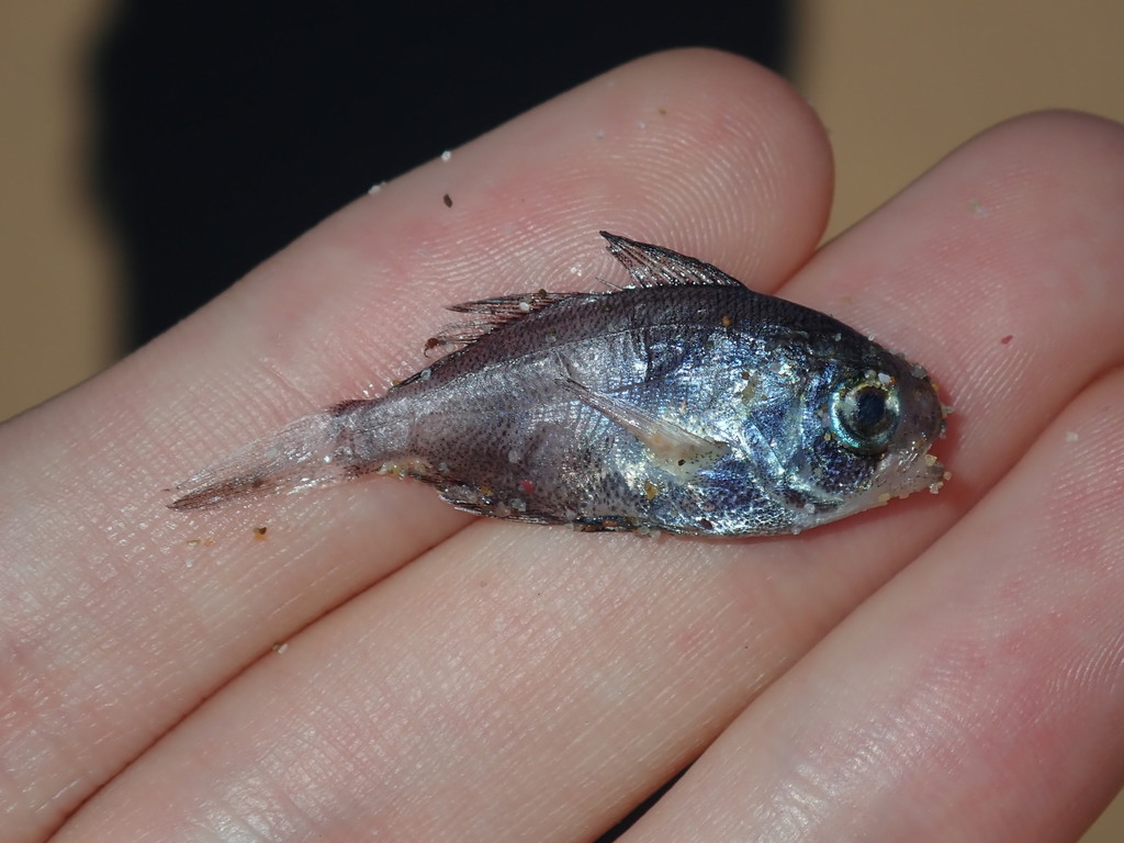 cigarfish