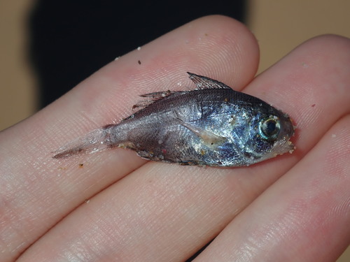 Coastal cubehead (Cubiceps whiteleggii) — Nomeidae — 4