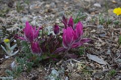 Castilleja elegans