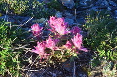 Castilleja elegans
