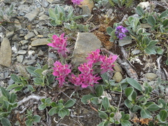 Castilleja elegans