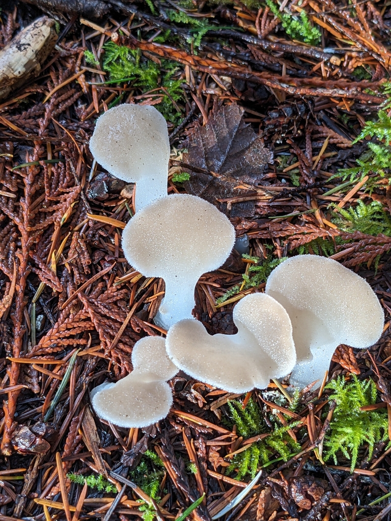 Pseudohydnum gelatinosum · November 2025 · photo: © smcmanus (iNaturalist, cc0)