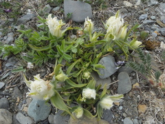Castilleja elegans