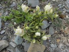 Castilleja elegans