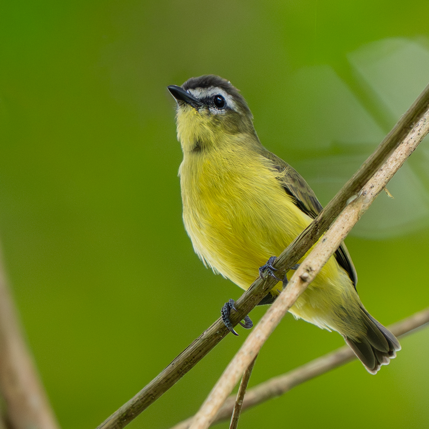 Brown-capped Tyrannulet (Ornithion brunneicapillus), photo 9
