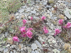 Castilleja elegans