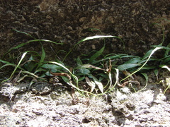 Asplenium ruprechtii