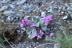 Gueldenstaedtia monophylla