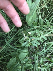Lobelia concolor