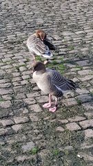 Anser brachyrhynchus