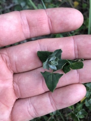 Chenopodium trigonon