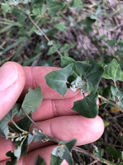 Chenopodium trigonon