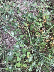 Chenopodium trigonon