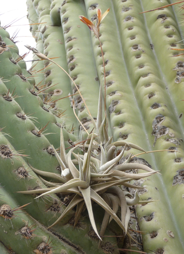 Subspecies Tillandsia gilliesii polysticha · iNaturalist