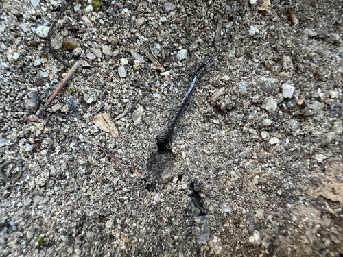 Otostigmus politus