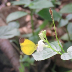 Eurema sari