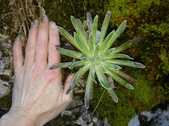 Saxifraga hostii