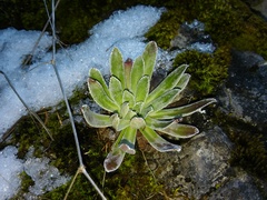 Saxifraga hostii