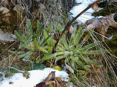 Saxifraga hostii