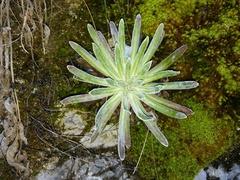 Saxifraga hostii