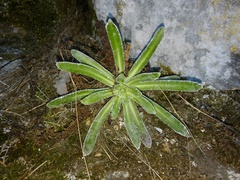 Saxifraga hostii