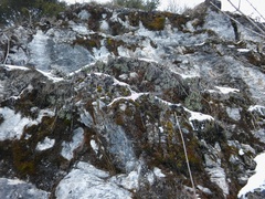 Saxifraga hostii