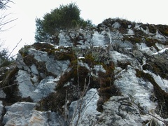 Saxifraga hostii