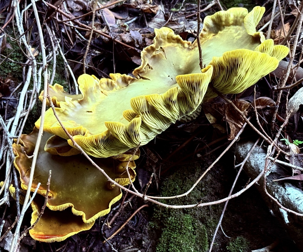 Omphalotus olivascens · November 2025 · photo: © hllrnnr (iNaturalist, cc0)