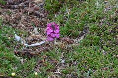 Pedicularis sudetica interioroides