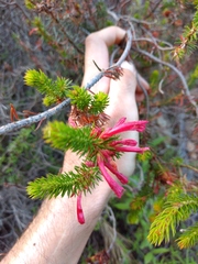 Erica abietina
