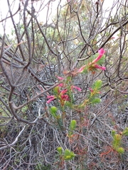 Erica abietina