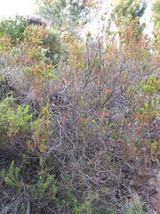 Erica abietina