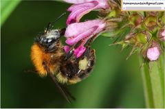 Bombus opulentus