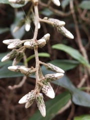 Decaneuropsis gratiosa