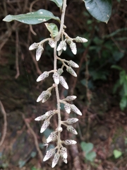 Decaneuropsis gratiosa