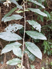 Decaneuropsis gratiosa