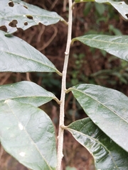 Decaneuropsis gratiosa