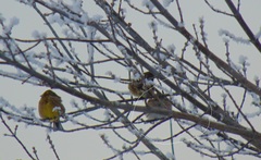 Emberiza leucocephalos
