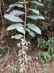 Decaneuropsis gratiosa