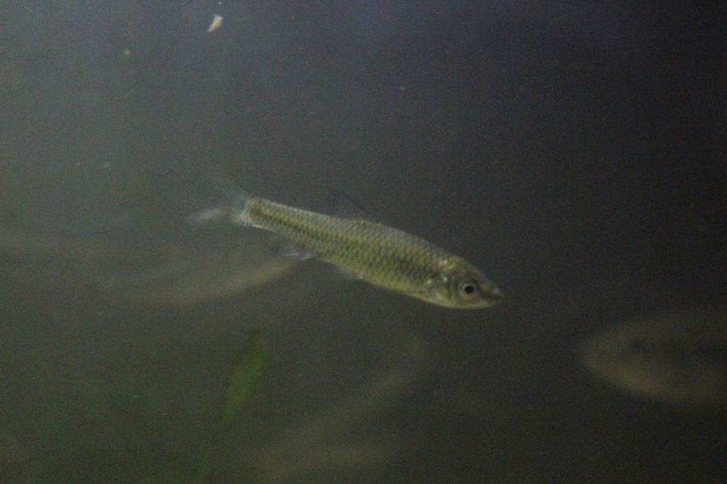 Pseudorasbora pugnax