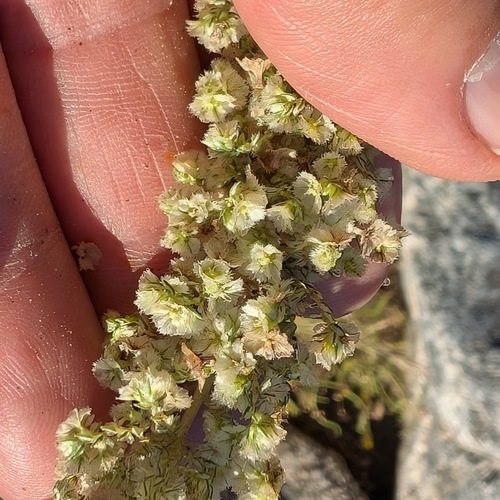Amaranthus fimbriatus iNat (3)