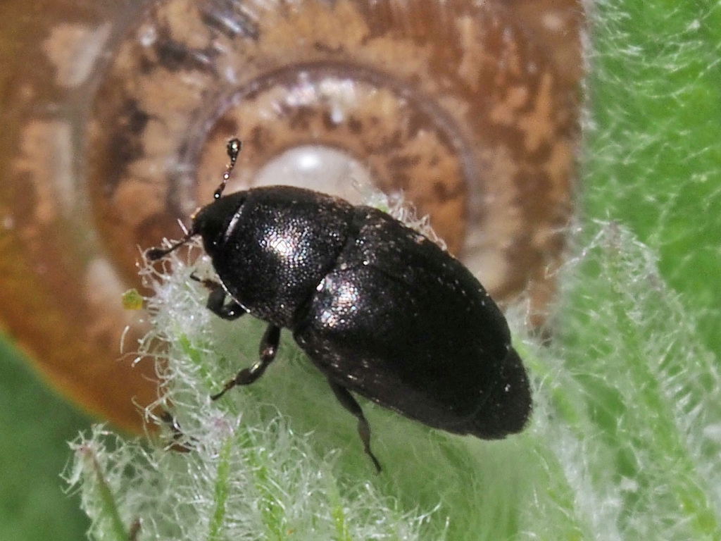 Thymogethes