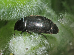 Thymogethes egenus