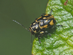 Pachybrachis sinuatus