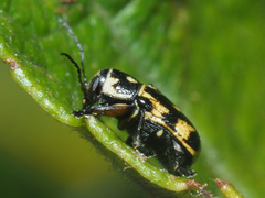 Pachybrachis sinuatus