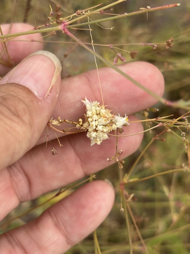 Desert Dodder (Cuscuta tuberculata)