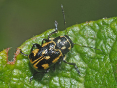 Pachybrachis sinuatus